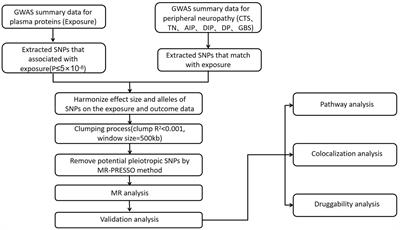 Exploring causal correlations between plasma proteins and peripheral neuropathy: a Mendelian randomization
